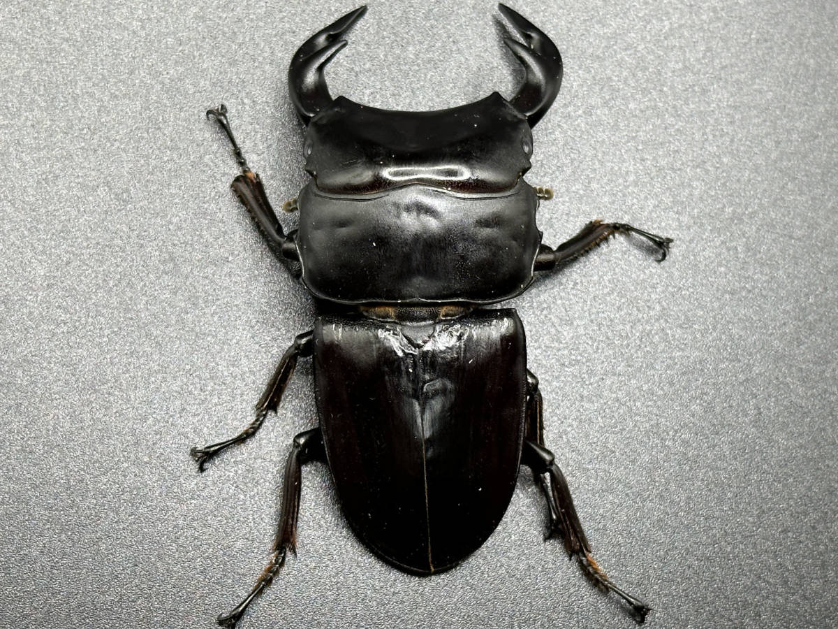 Garda95 CBF3 グランディスオオクワガタ ペア ♂81.0mm ♀49.5mm