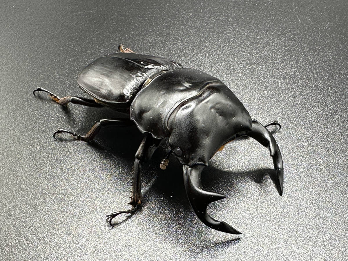 Garda95 CBF3 グランディスオオクワガタ ペア ♂81.0mm ♀49.5mm
