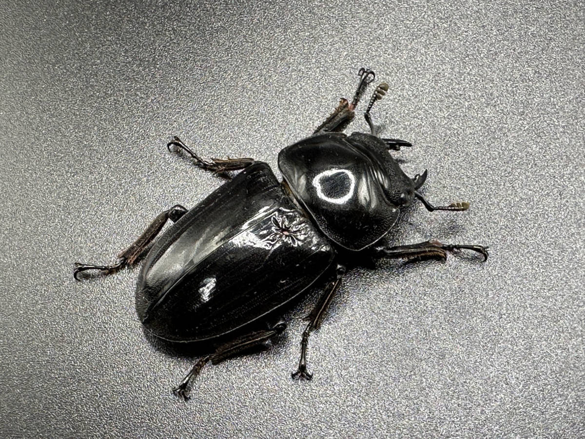 Garda95 CBF3 グランディスオオクワガタ ペア ♂81.0mm ♀49.5mm