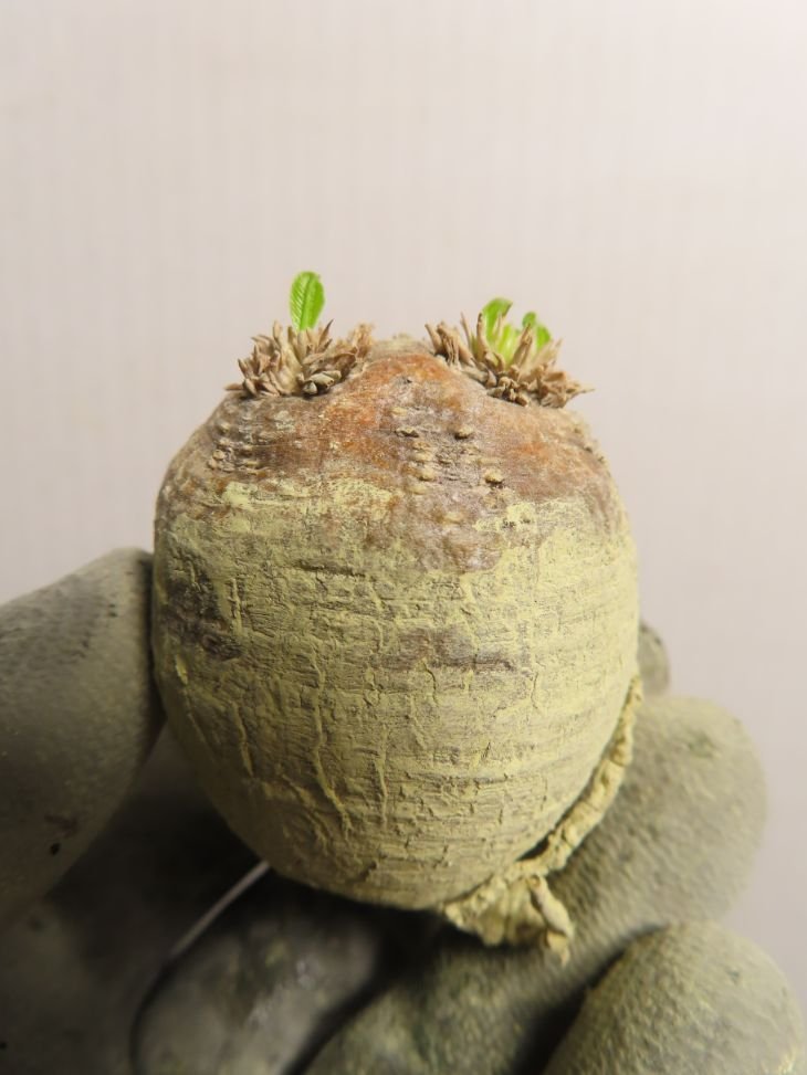 4085 「塊根植物」パキポディウム 恵比寿笑い 抜き苗 【そろそろ植えます・brevicaule・根切確認済・多肉植物・マダガスカル】 観葉植物 花、園芸