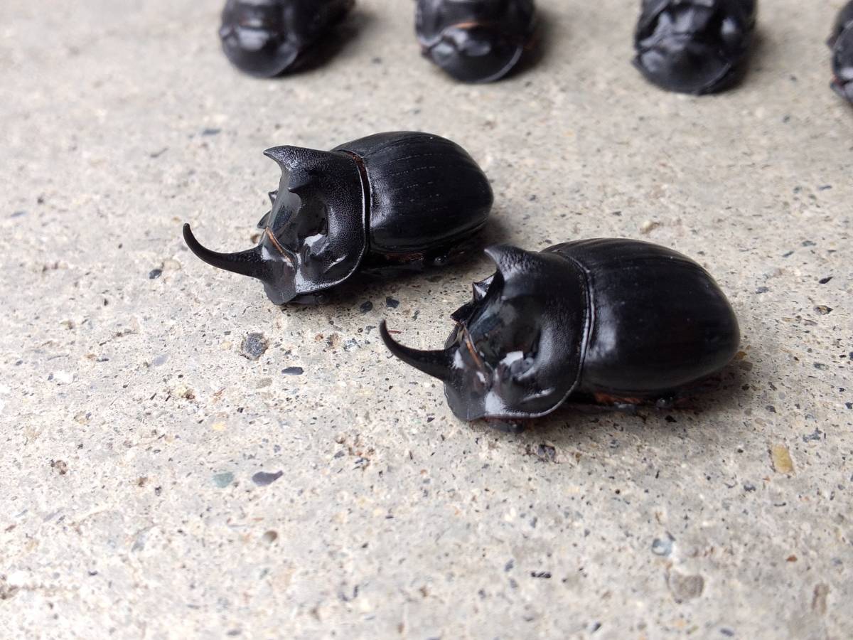 北海道産 ダイコクコガネ ♂5♀3 標本用 の入札履歴 - すべての入札履歴