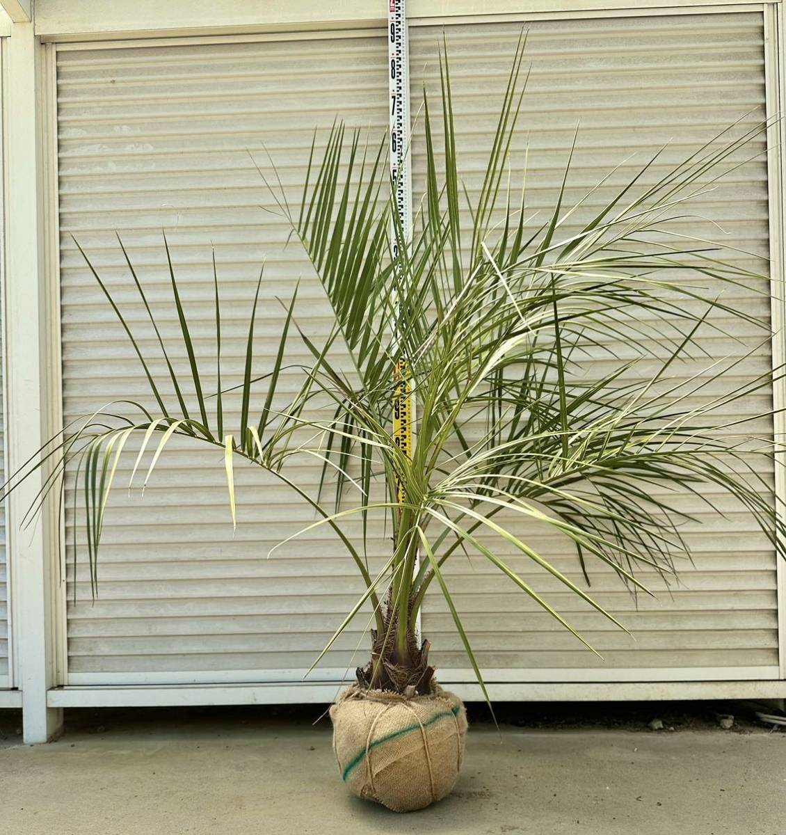 ココスヤシ ヤシの木 シンボルツリー 庭木 根巻き 現品発送ヤシ 植木 