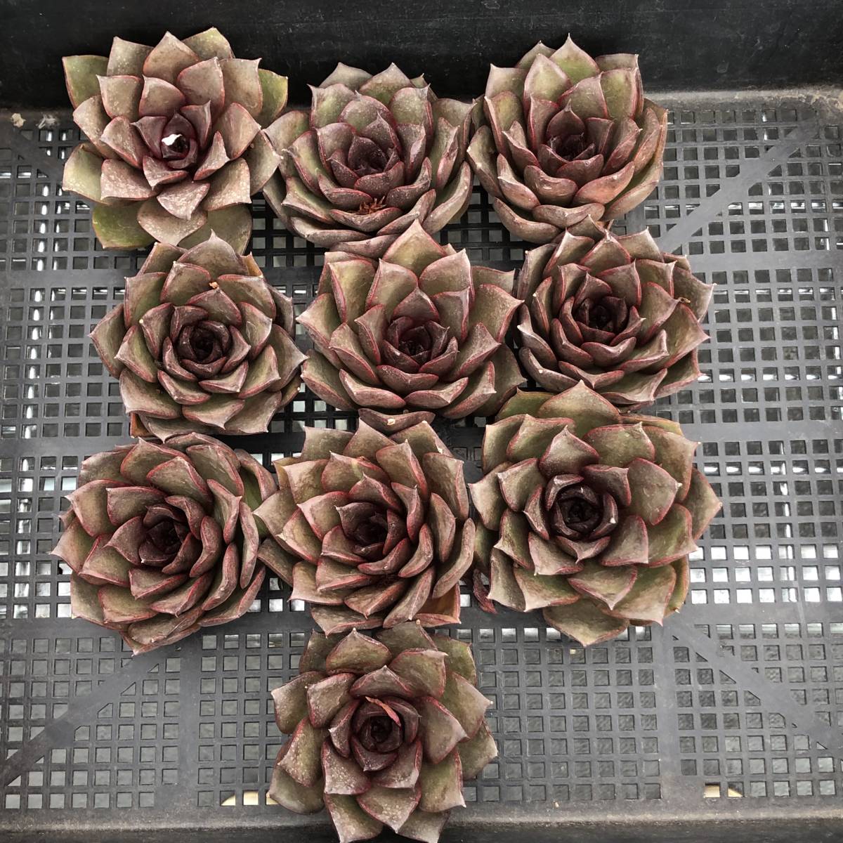 多肉植物10個 0711-D055 Echeveria Red Rose エケベリア カット苗