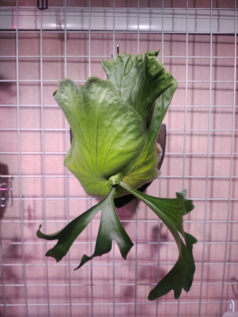 コロナリウム ビカクシダ 胞子培養 P.Coronarium コウモリラン 板付