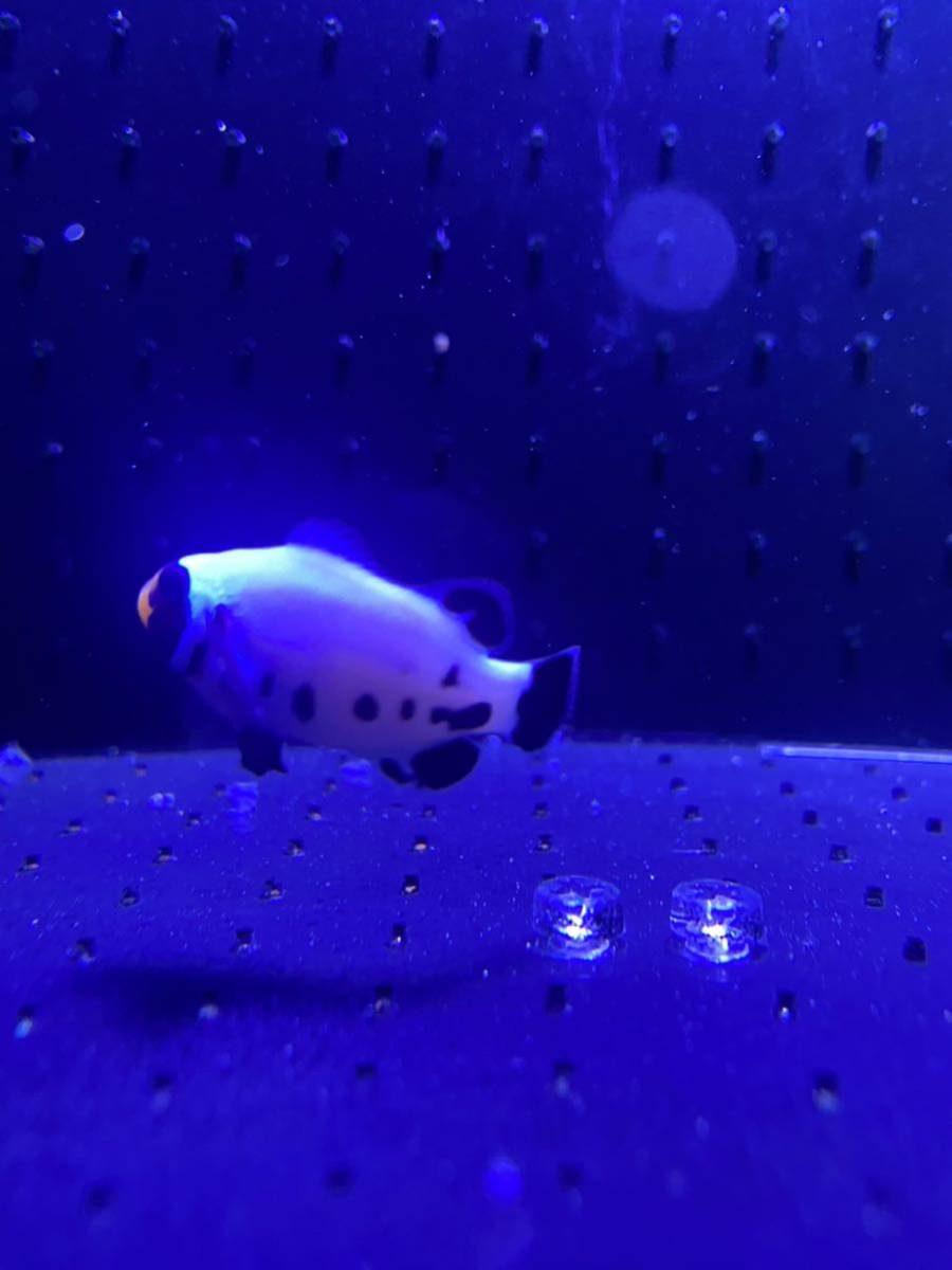 フロストバイトオセラリス