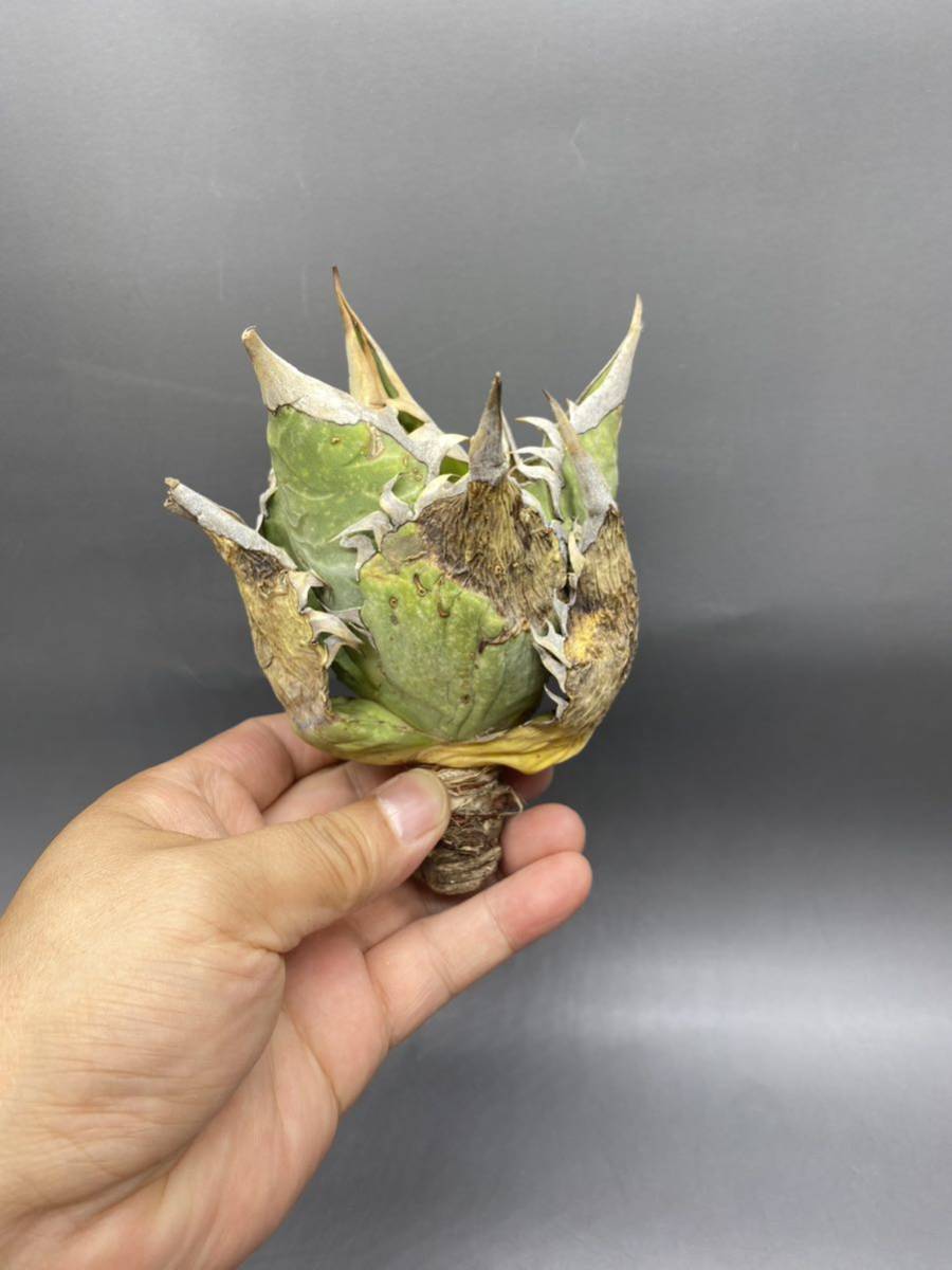 S720-31 Agave titanota Oteroi Oaxaca アガベ チタノタ オテロイ オアハカ
