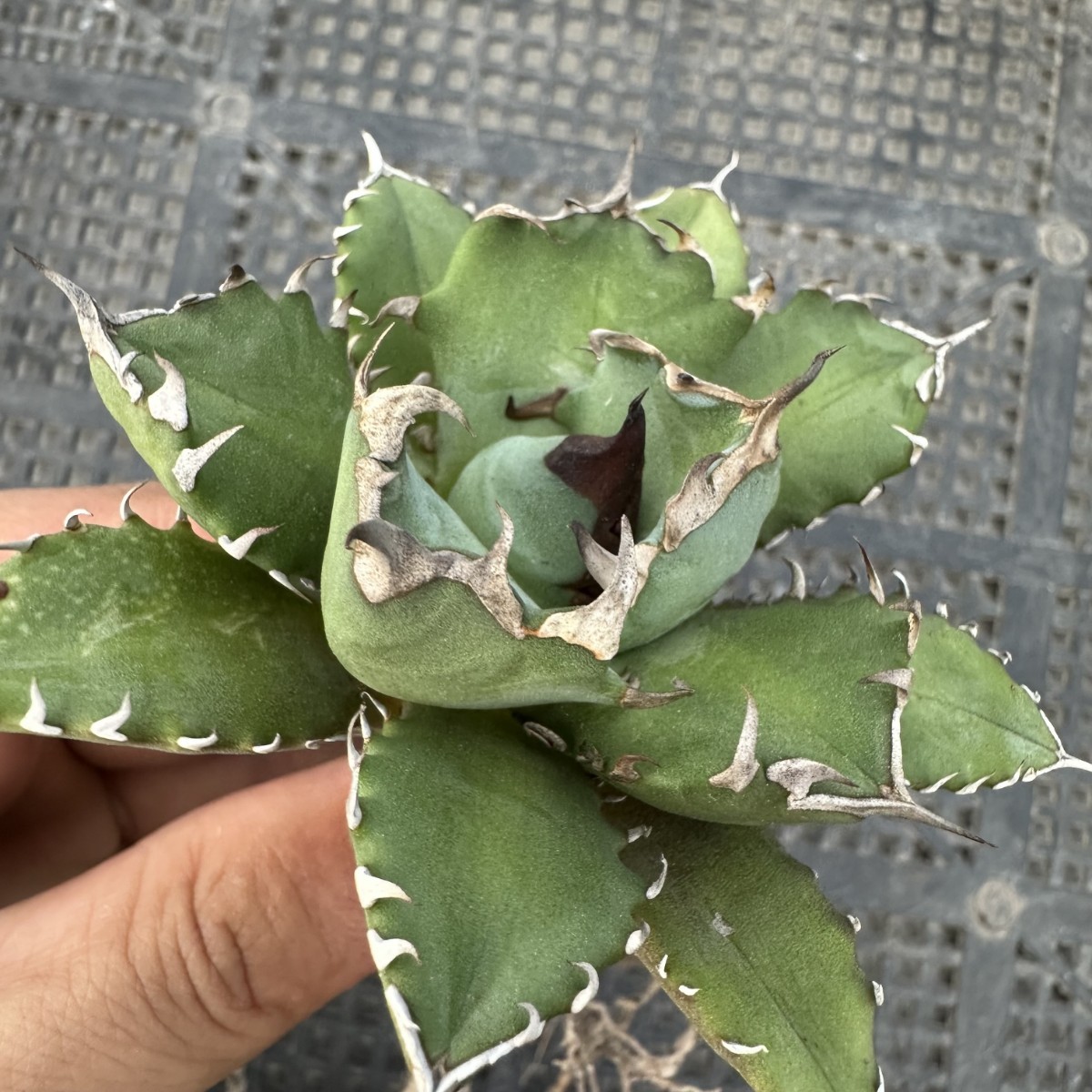 3M 多肉植物アガベ チタノタ 魔丸極上株
