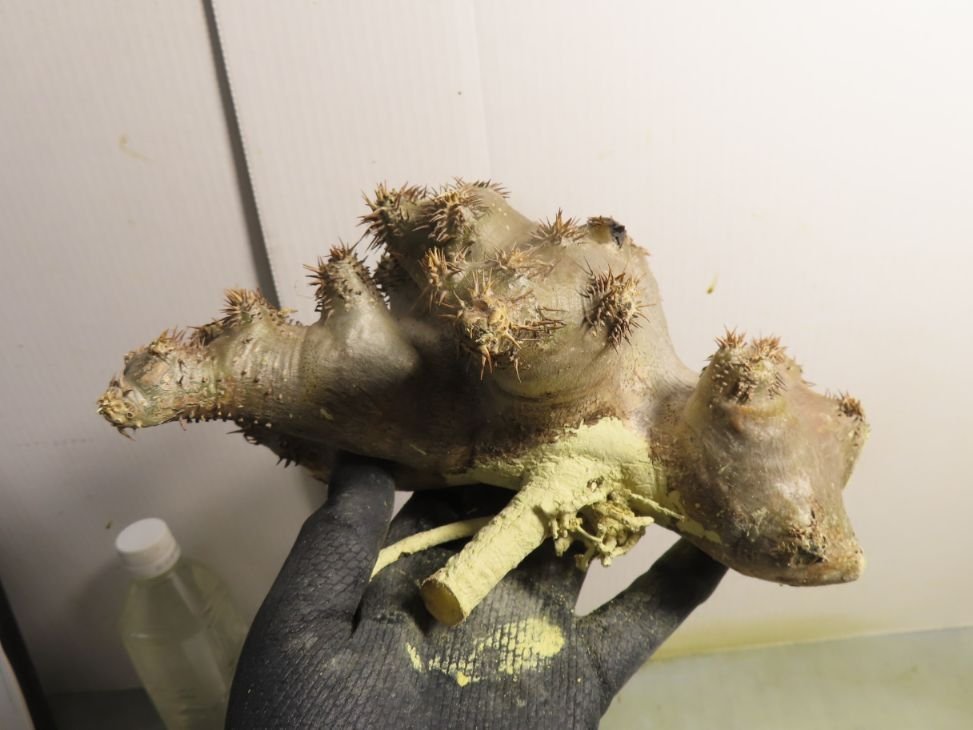 セ0077 「塊根植物」パキポディウム ブレビカリックス 抜き苗【7/14最新到着・Pachypodium brevicalyx・根切り画像要確認】