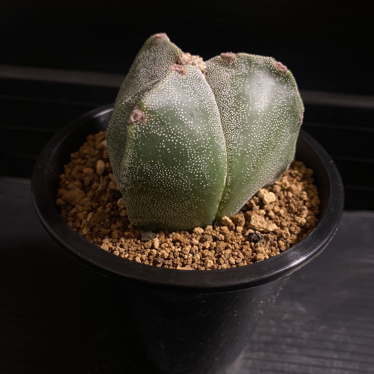 三角鸞鳳玉 実生 アストロフィツム サボテン 多肉植物 CO☆906 三角