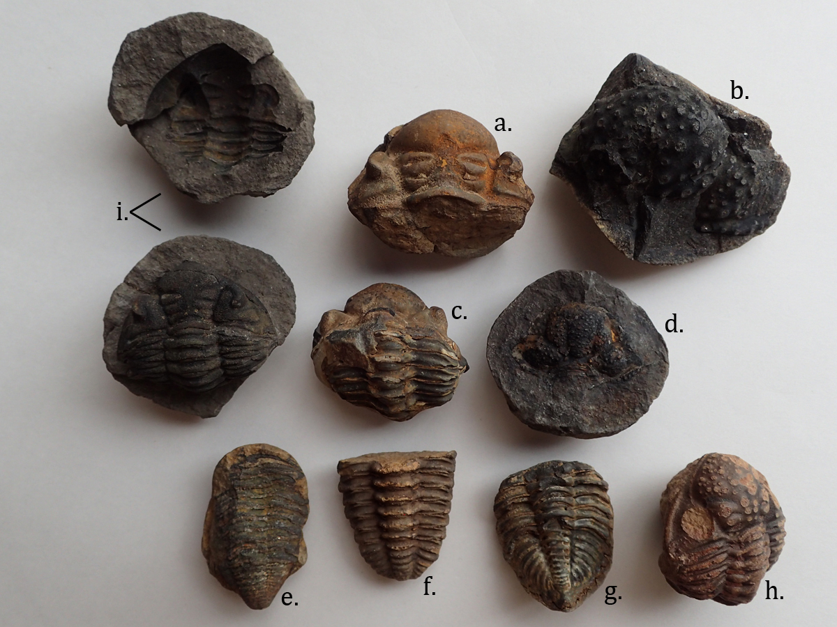 三葉虫 化石 fossil ボリビア産 レア Fossil判別⑧ 三葉虫 化石 fossil