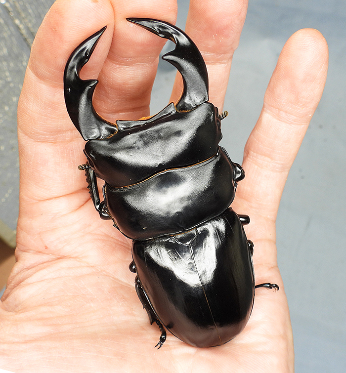 インド アンタエウスオオクワガタ サディア( F8)♂87ｍｍ♀49.5ｍｍ