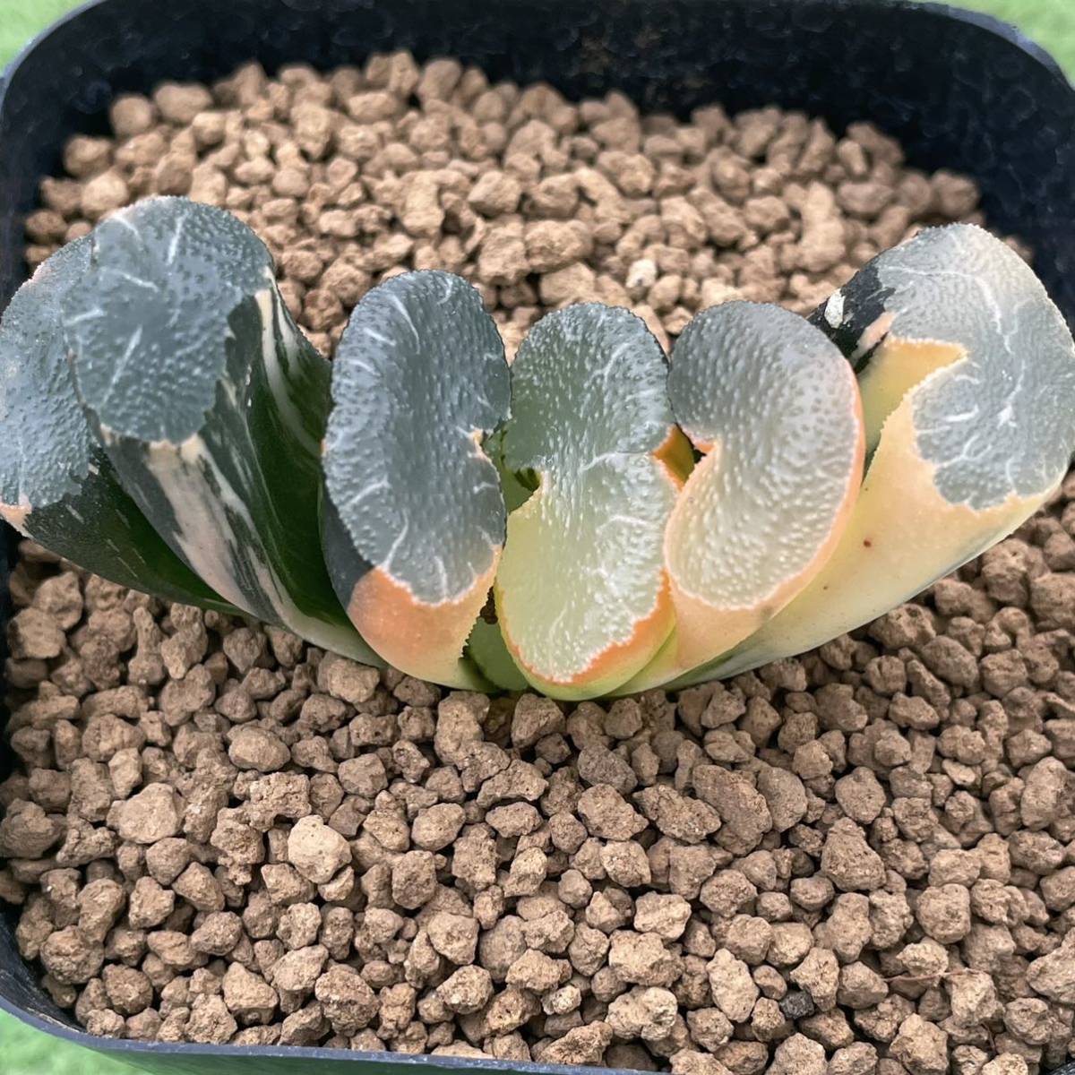 玉扇錦 子沢山 ハオルチア 玉扇 ≧∇≦）多肉植物 多肉植物 玉扇錦 大縄錦 大縄
