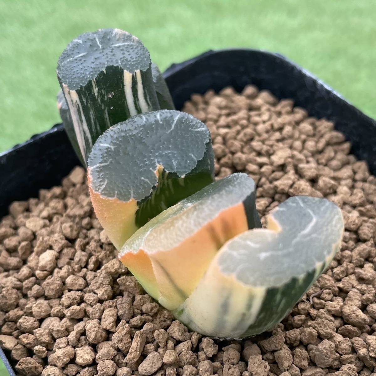ハオルチア 玉扇 ≧∇≦）多肉植物 多肉植物 玉扇錦 大縄錦 大縄