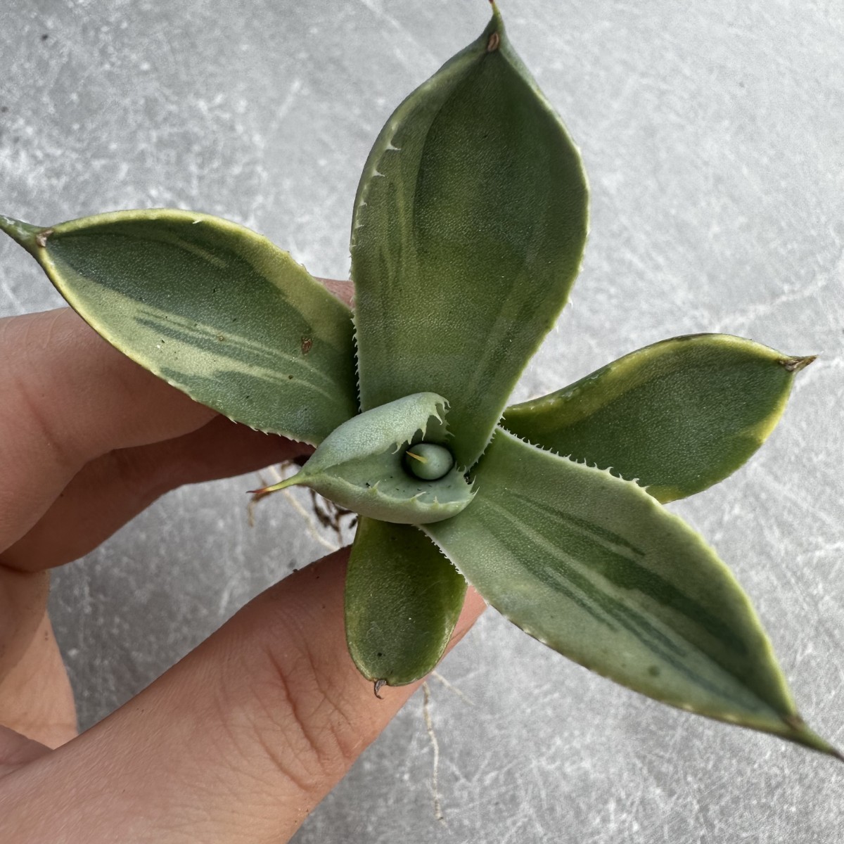 C6 多肉植物アガベ パリー トランカータ ライムストリーク　アイス発根済み