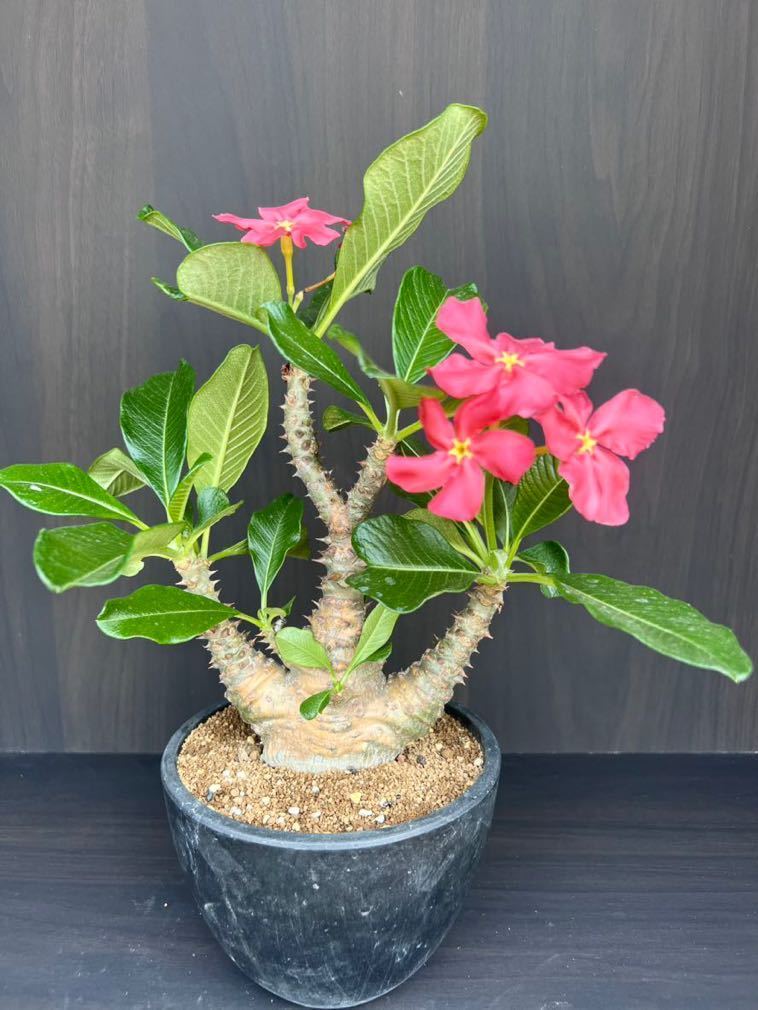 パキポディウム ウィンゾリー 発根 花咲いている Pachypodium