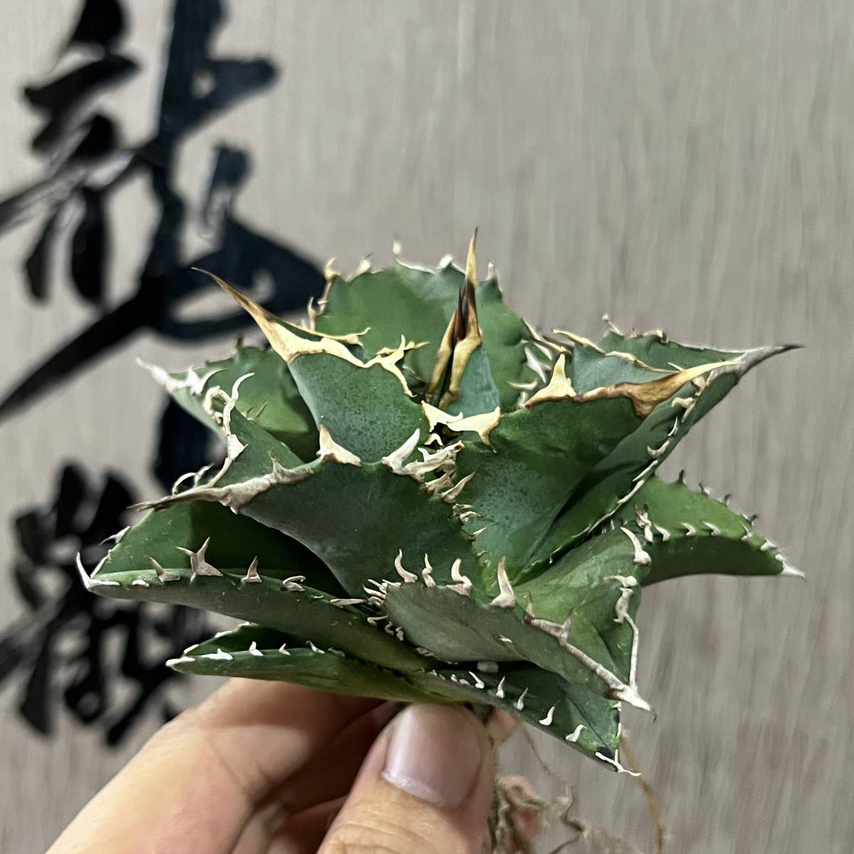 【龍園觀】No.69 特選 アガベ 多肉植物 チタノタ 白鯨 福建白鯨 夕映 狂刺 強棘 極上株 包葉 