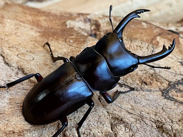 大型ペア 福島産 WDアカアシクワガタ ♂50mm ♀32mm(国産)｜売買された