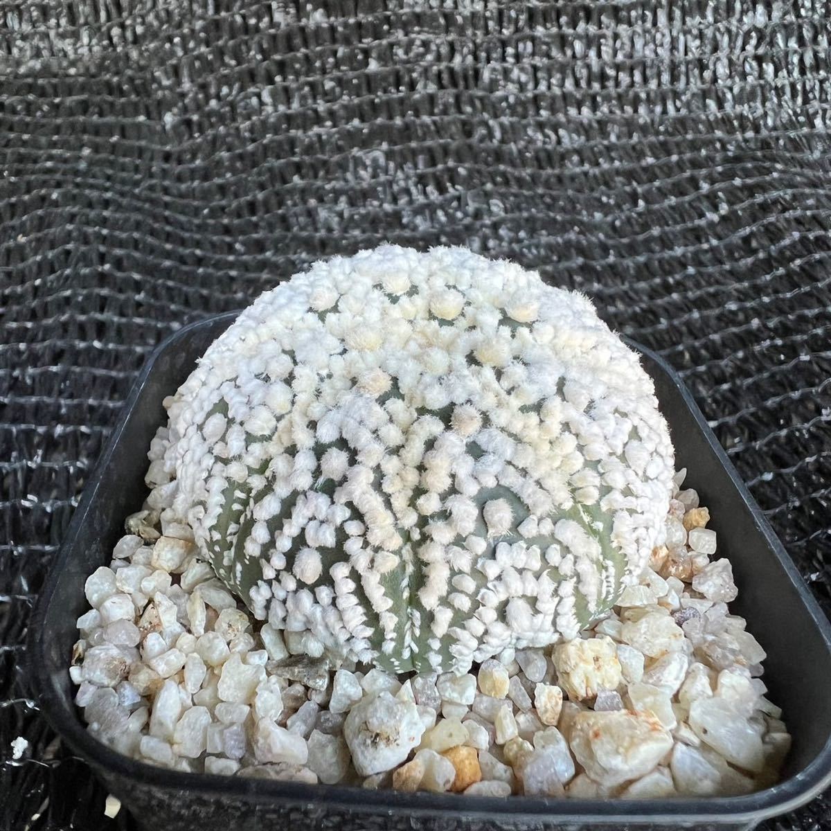 花園兜 サボテン 実生 多肉植物 兜丸 アストロフィツム RYOKU （7