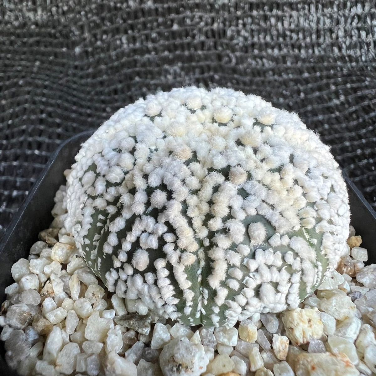 花園兜 サボテン 実生 多肉植物 兜丸 アストロフィツム RYOKU （7