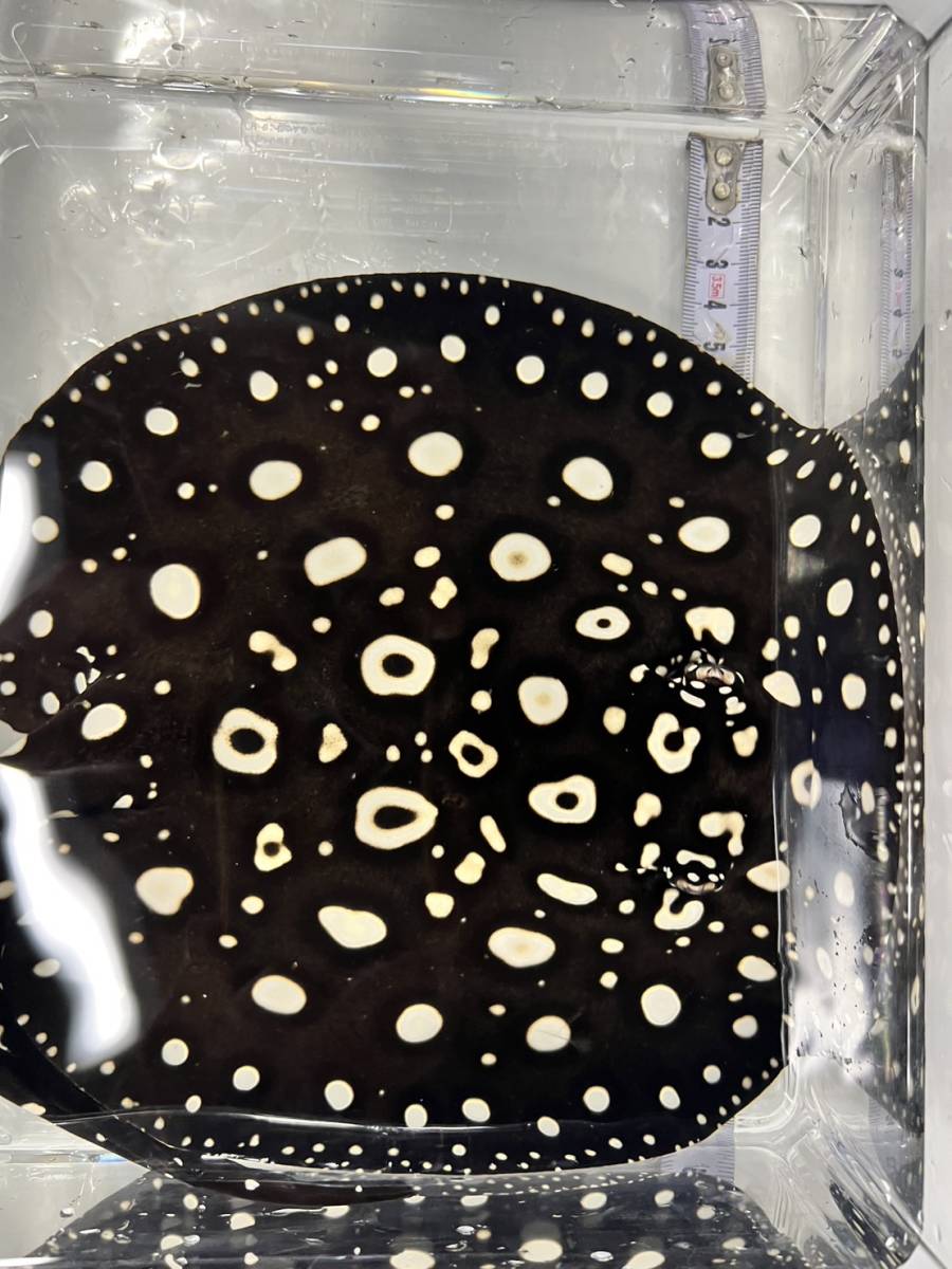 純血 ダイヤモンドポルカ 有名血統 国産ブリード 極上ダイヤ オス ♂ 26～28ｃｍ