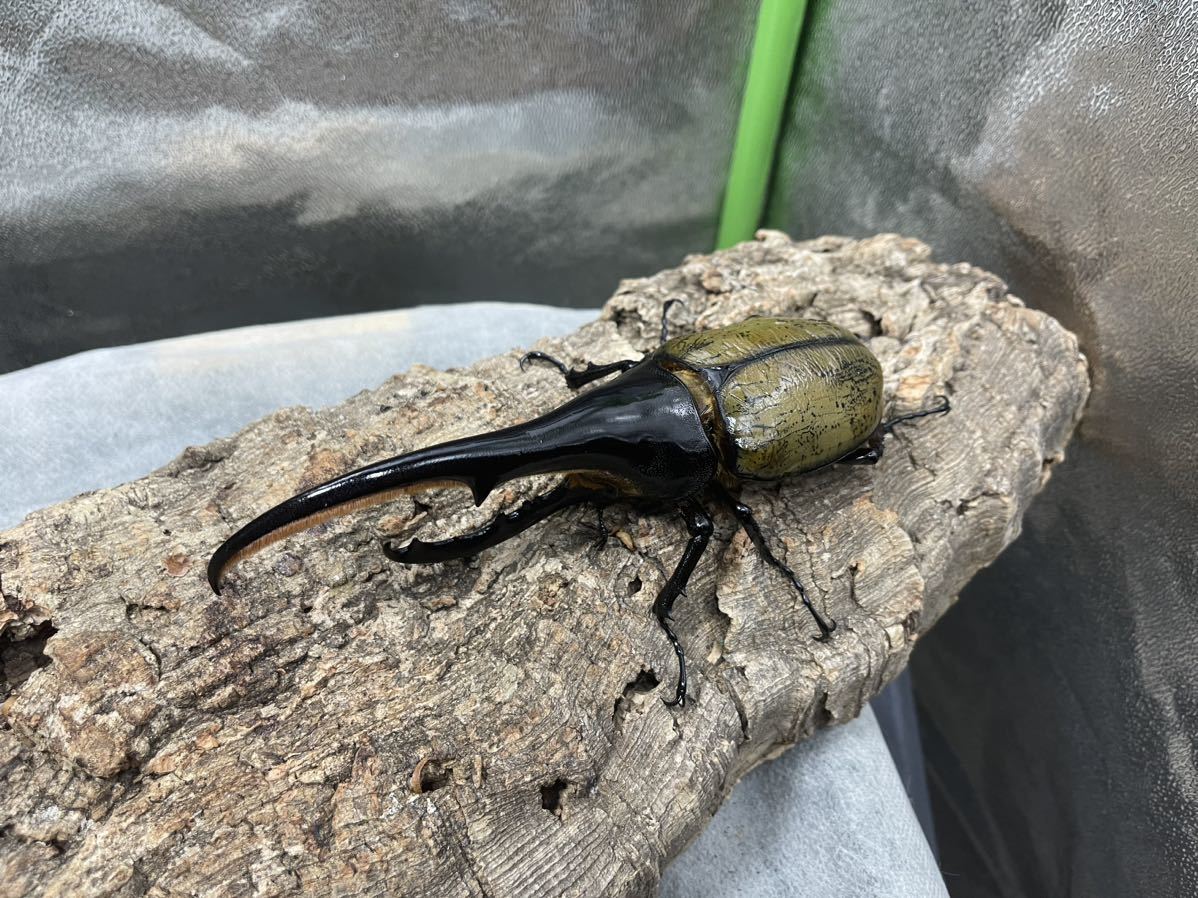 DHヘラクレス♂大型 162ミリ！同腹ペア！MTREX162 TREX.MTREX ♀U6SA-GTR.RU01U6SA ティーガ168 165T-REX.199MT-REX長角系