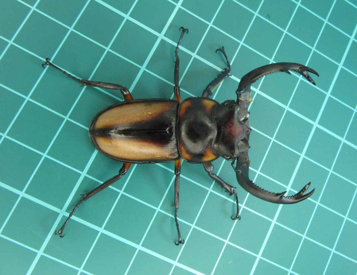 【Shin-Chan】スペキオススシカ♂54mm，♀32mm NO2