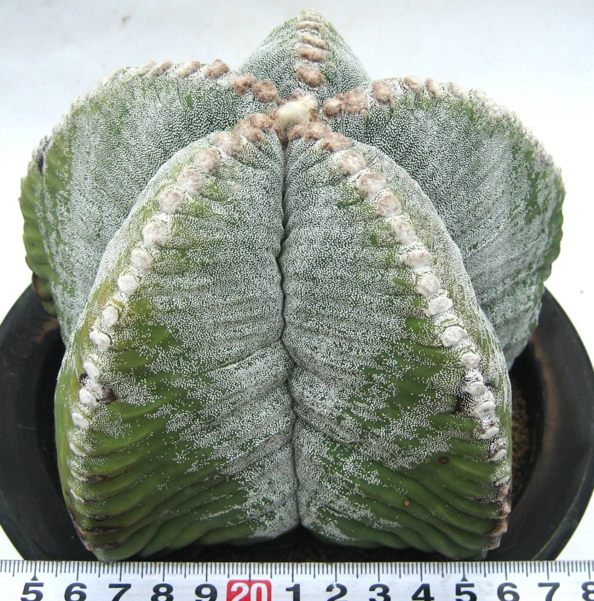 P.ridleyi dwarf silver リドレイ ドワーフシルバー ビカクシダ 【公式