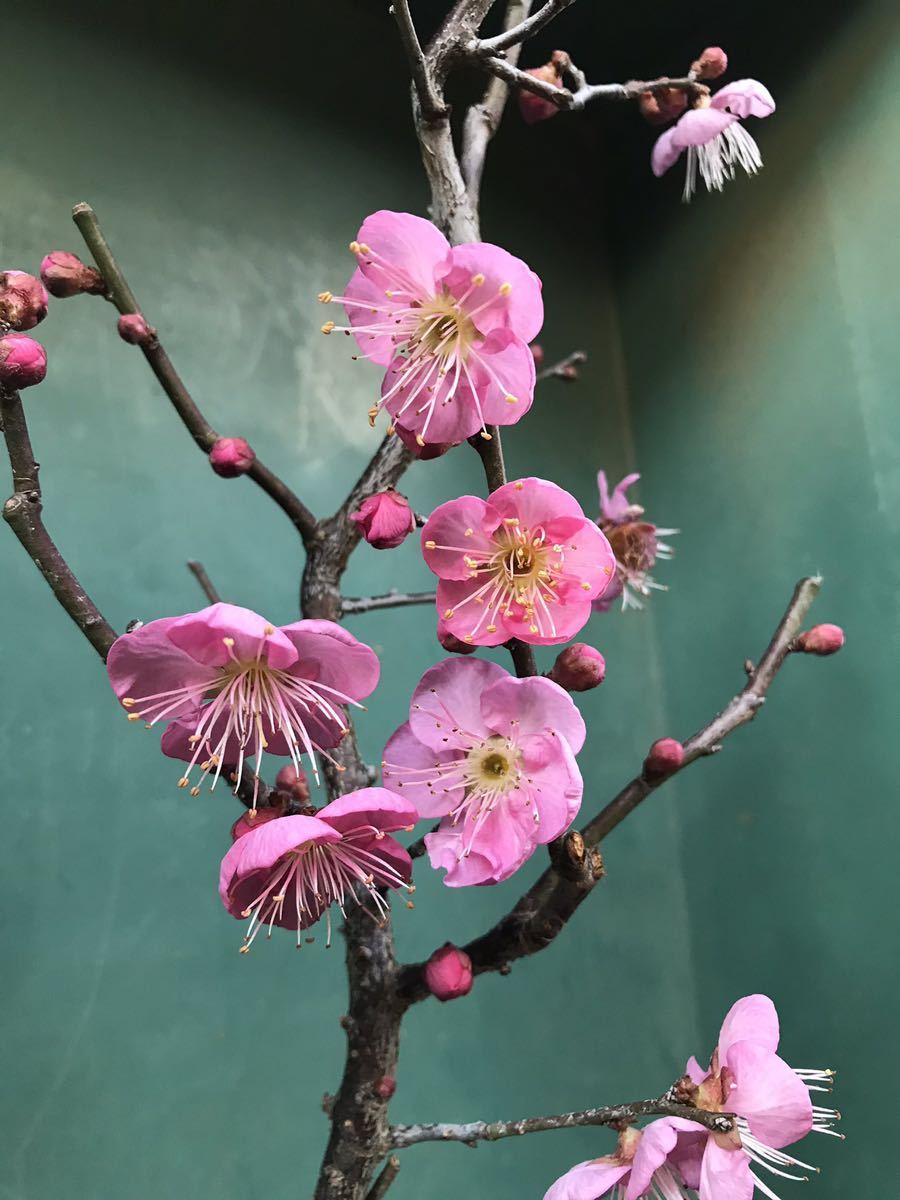 甲州野梅 赤花 希少 盆栽 梅 野梅 小葉 甲州野梅 [赤富士園]