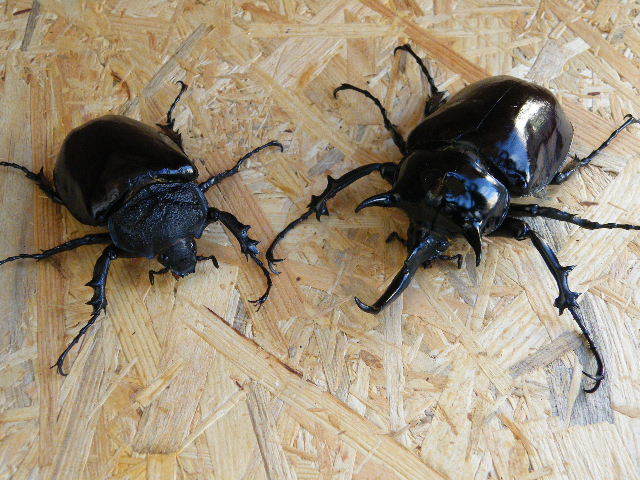 【ayameちゃんねる】自力ハッチ後食済　M・マルスゾウカブト成虫♂１１２♀７１ペア【８月１１日（金曜日）発送不可】