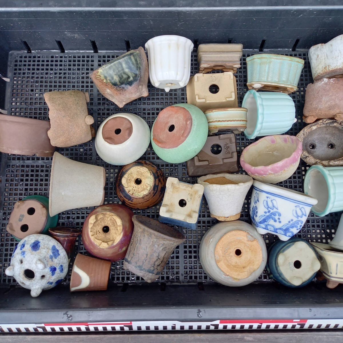 越前文山 Yahoo!オークション 山野草の石田精華園 ⁄ 「文山 「盆栽鉢