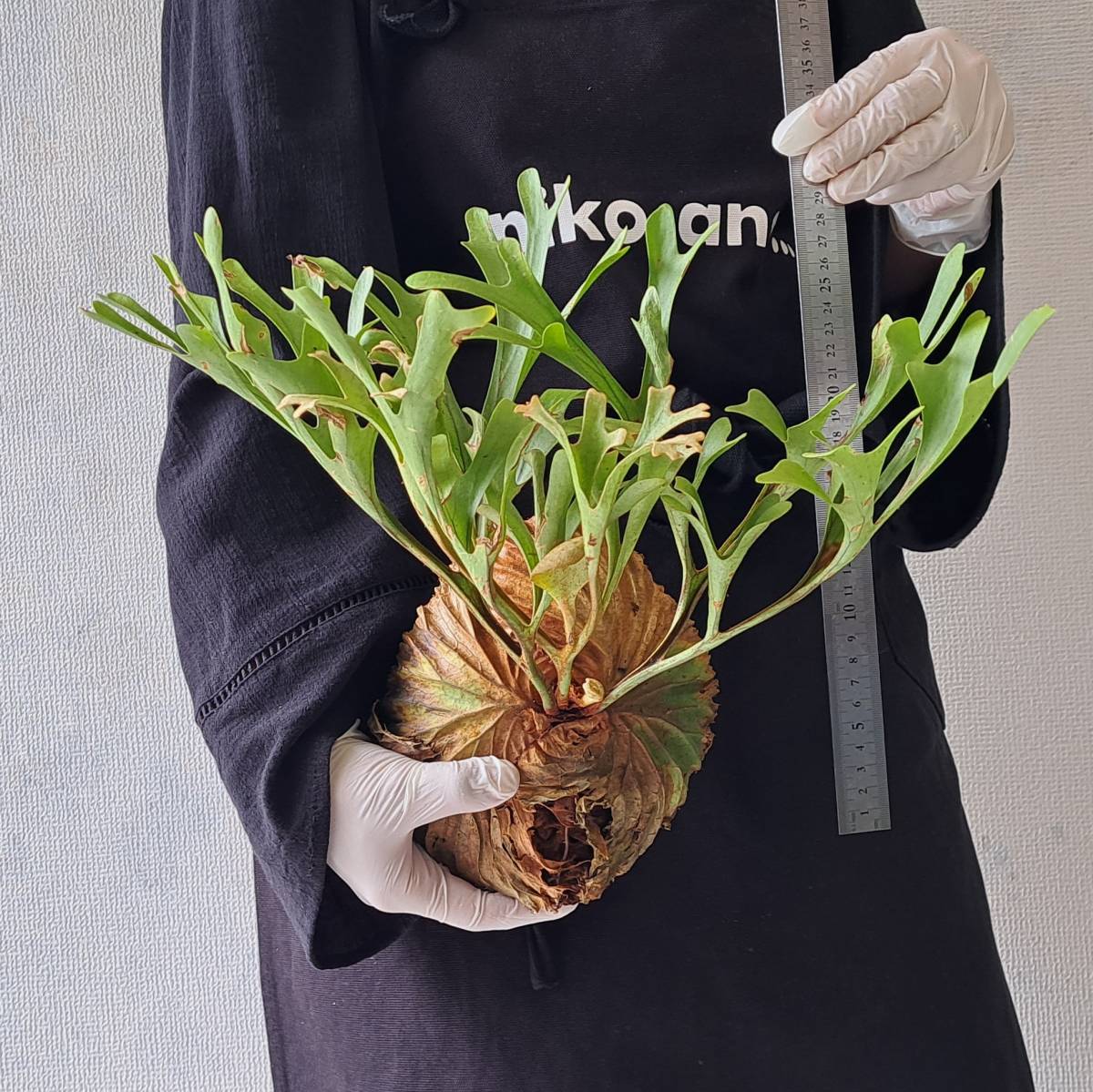 ビカクシダ Platycerium ridieyi Center Borneo Wild ☆1円スタート☆111 ビカクシダ 植物☆Platycerium ridleyi (プラティ