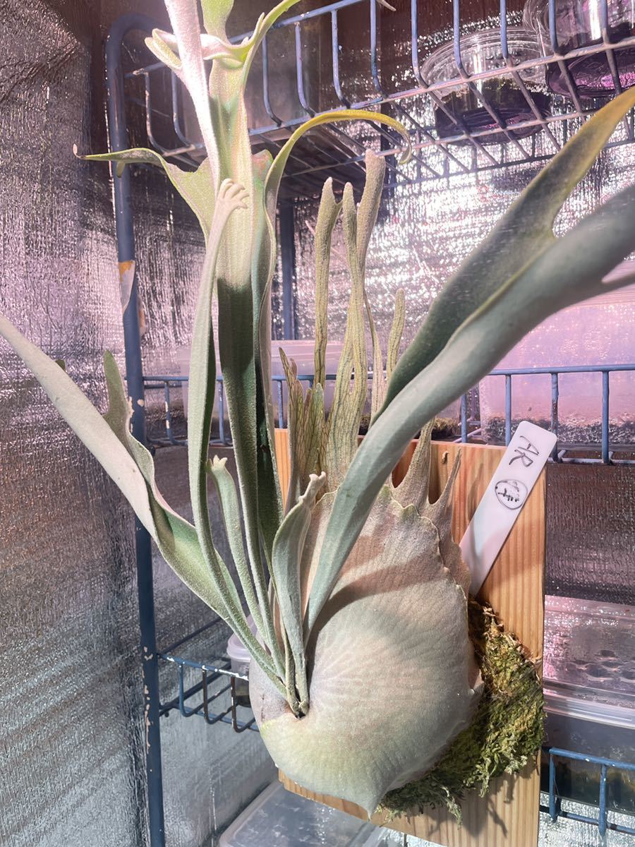 P. veitchii 'Auburn River' spore ビカクシダ① ビカクシダ「P