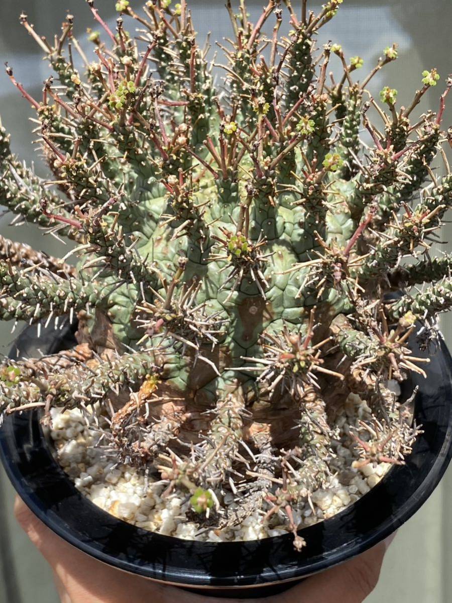 Euphorbia decepta 現地球 発根済み 開花中 ユーフォルビア デセプタ