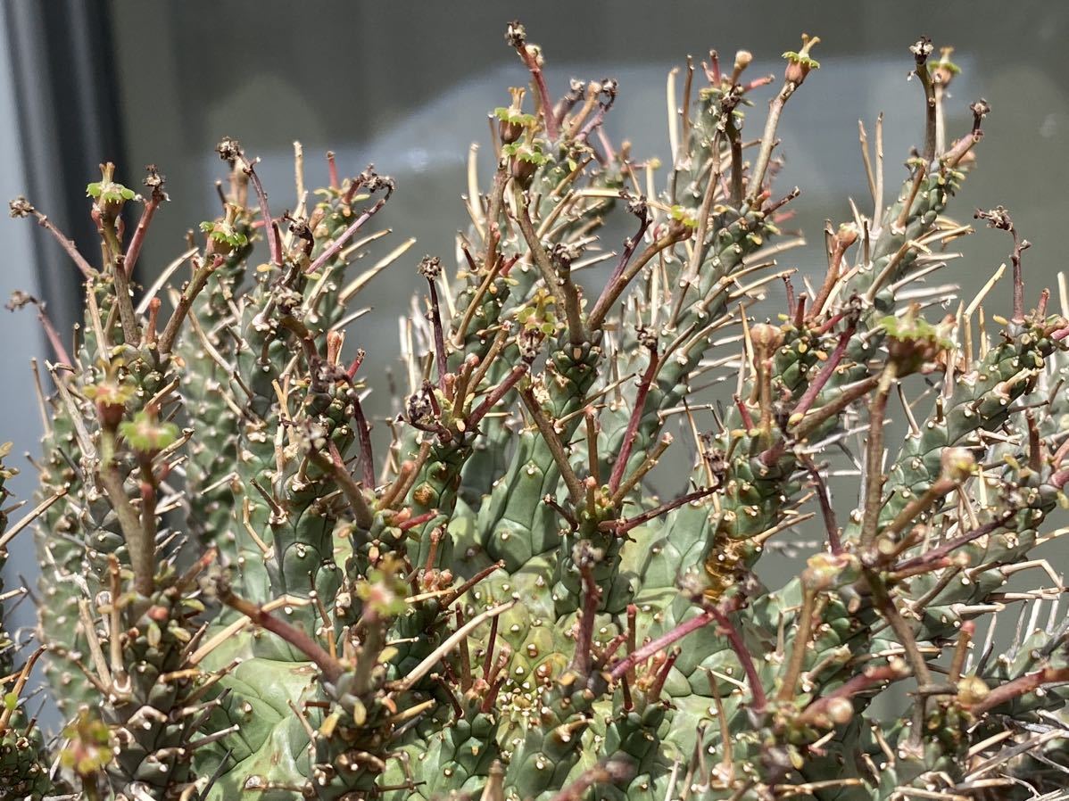 Euphorbia decepta 現地球 発根済み 開花中 ユーフォルビア デセプタ