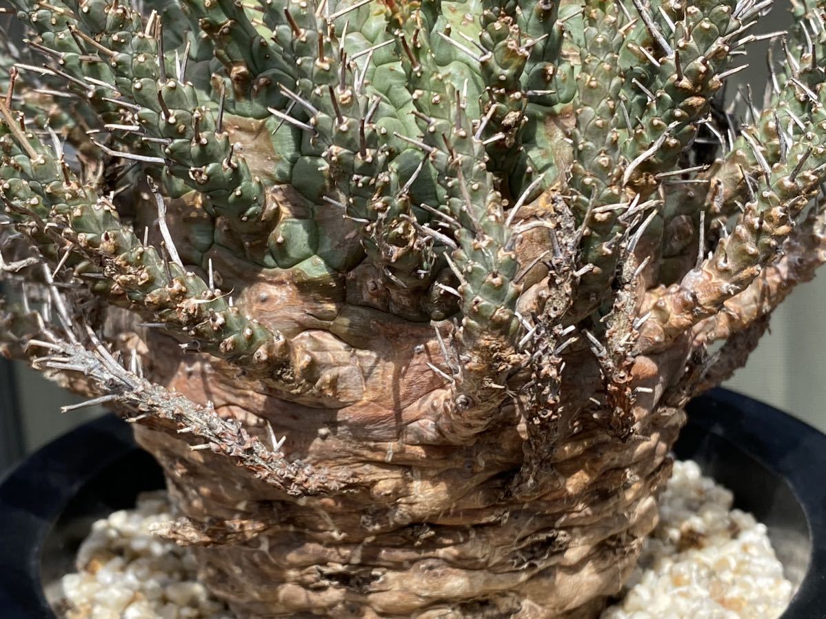 Euphorbia decepta 現地球 発根済み 開花中 ユーフォルビア デセプタ