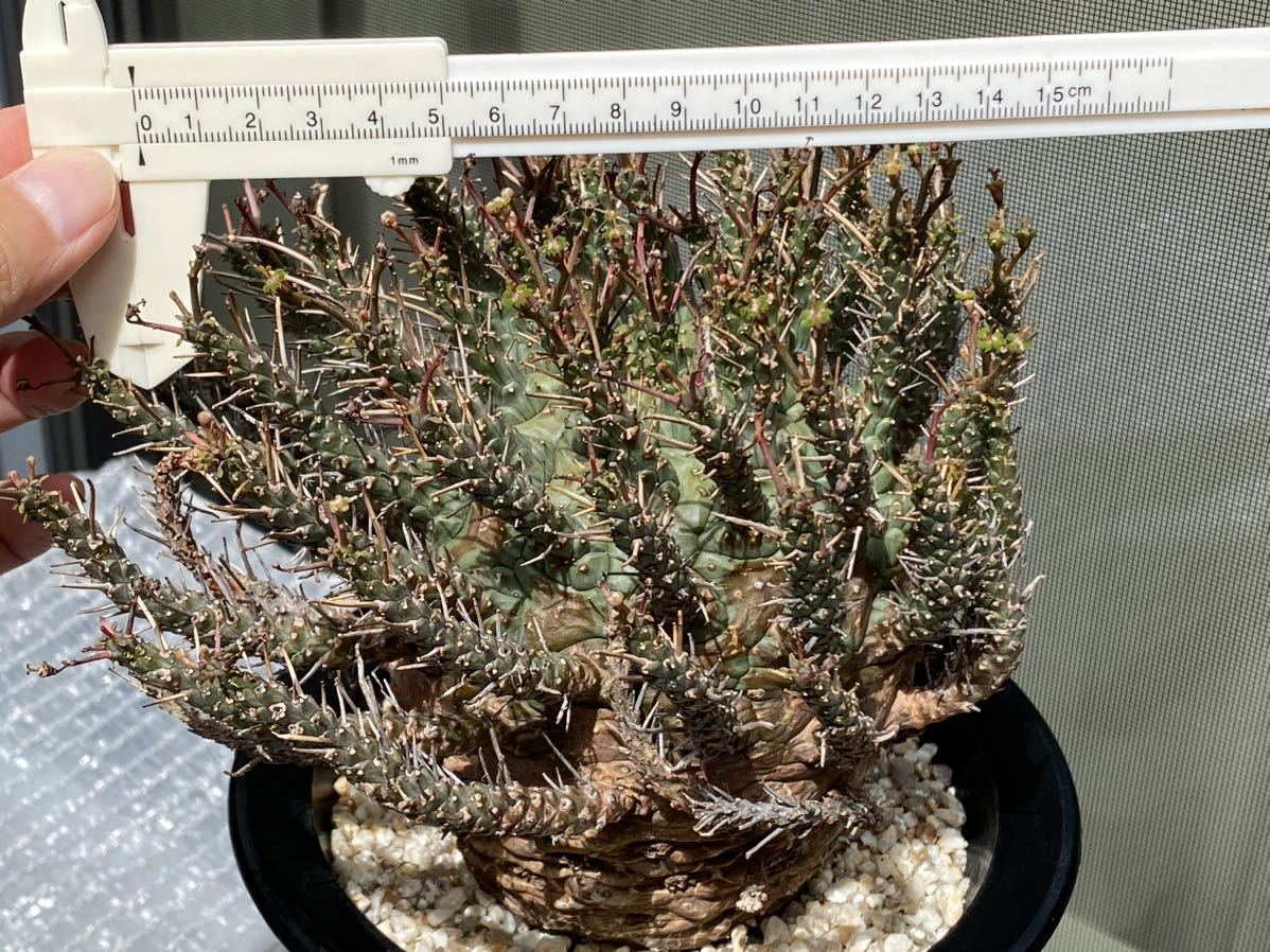 Euphorbia decepta 現地球 発根済み 開花中 ユーフォルビア デセプタ