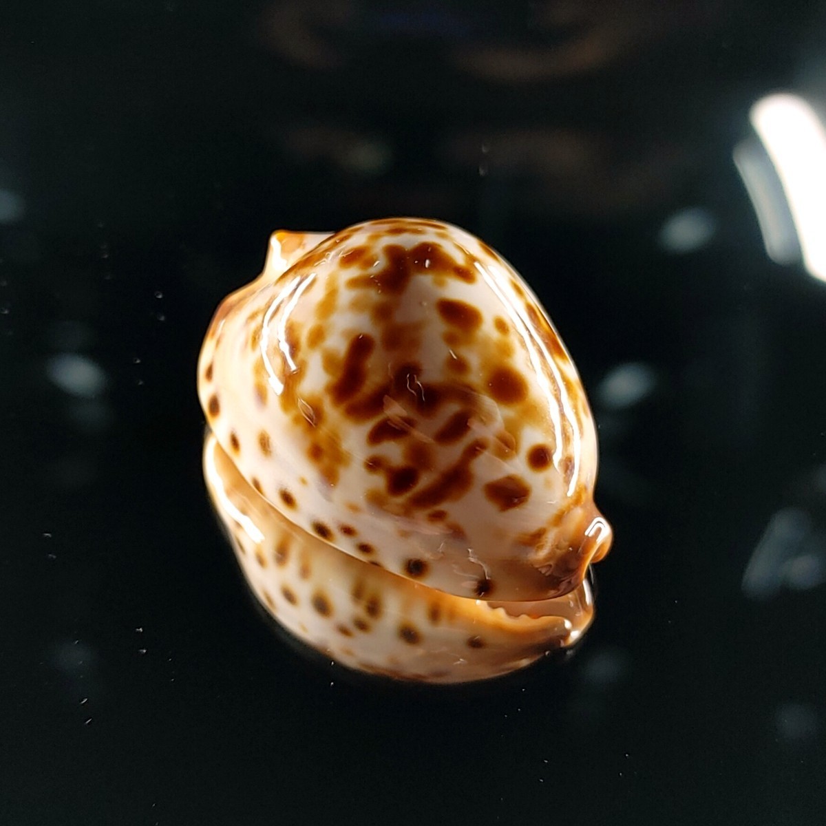 Yahoo!オークション - 貝 標本 ナガクロガネダカラ(Zoila friendii ins