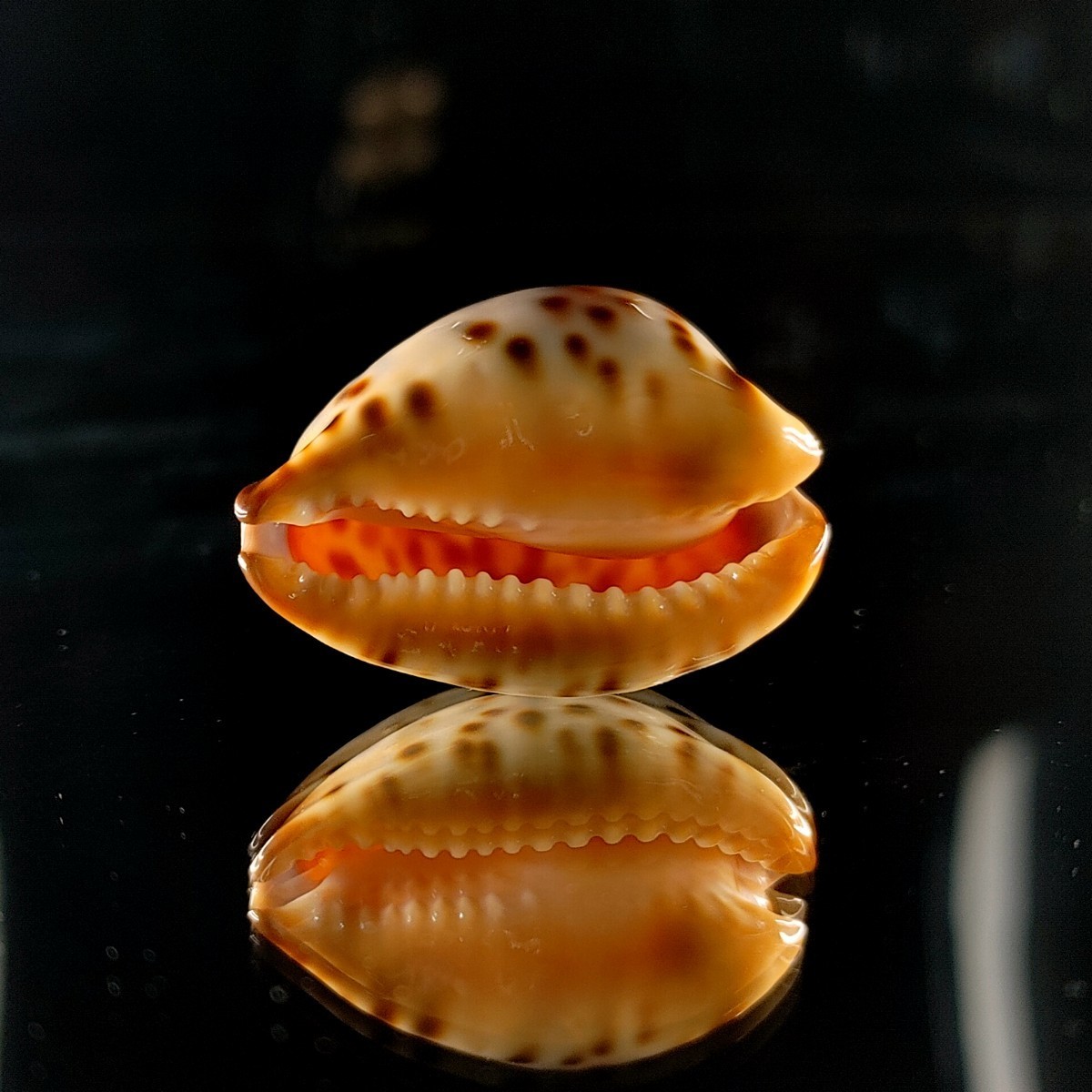 Yahoo!オークション - 貝 標本 ナガクロガネダカラ(Zoila friendii ins