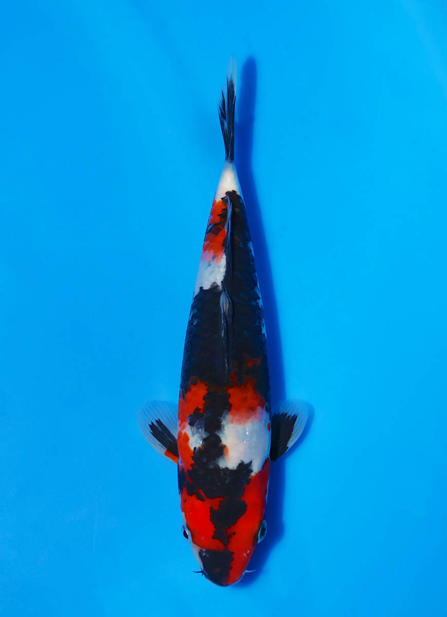 【鯉牧場】NO.2 ~今話題の養鯉場SP！！~　斎藤養鯉場作出　昭和三色　24cm　2022年産　生産証明書付き！！