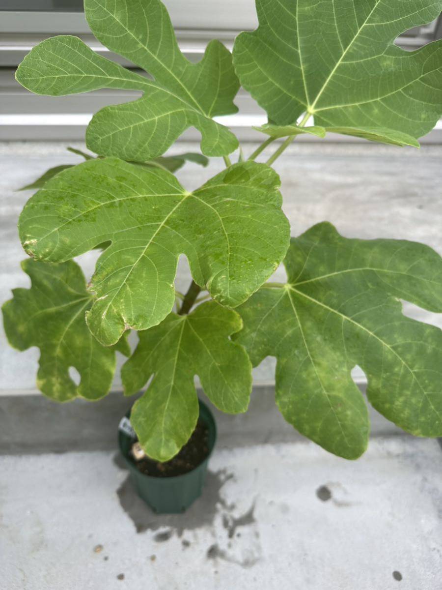 イチジク　メイリーヤー　(Mei Li Ya Fig) 苗　苗木　4号ロングスリット鉢 No.9