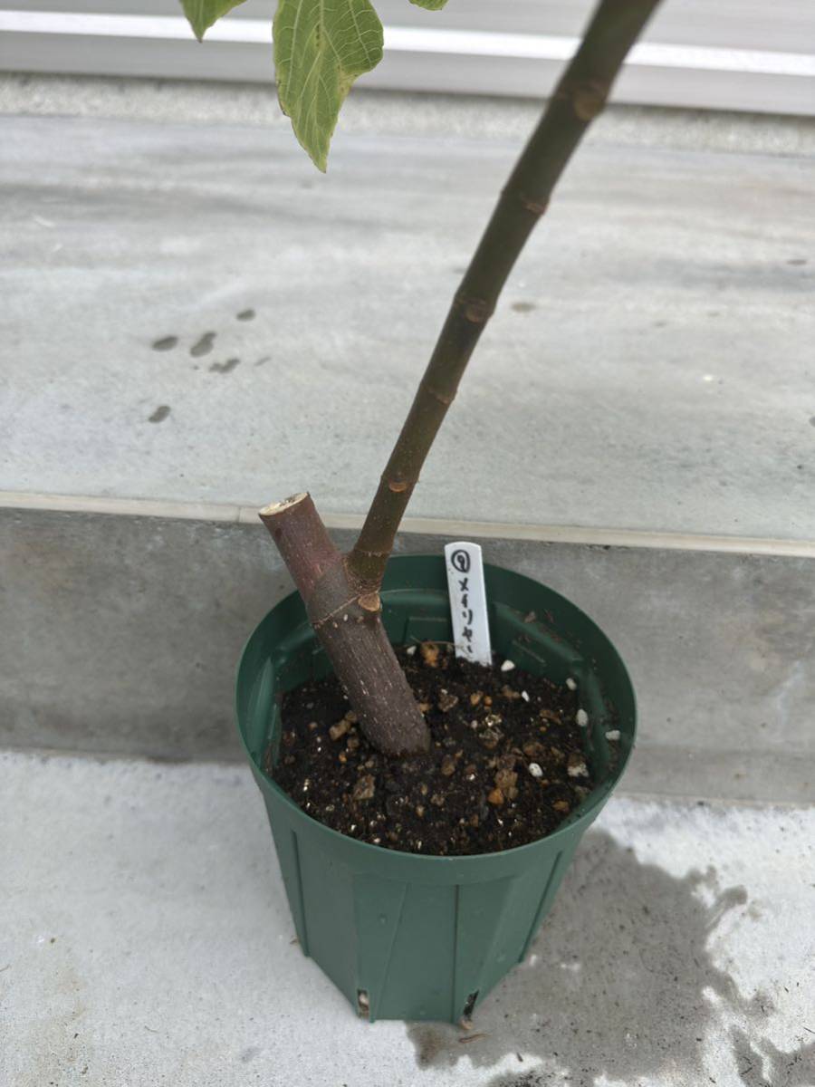 イチジク メイリーヤー (Mei Li Ya Fig) 苗 苗木 4号ロングスリット鉢 No.9