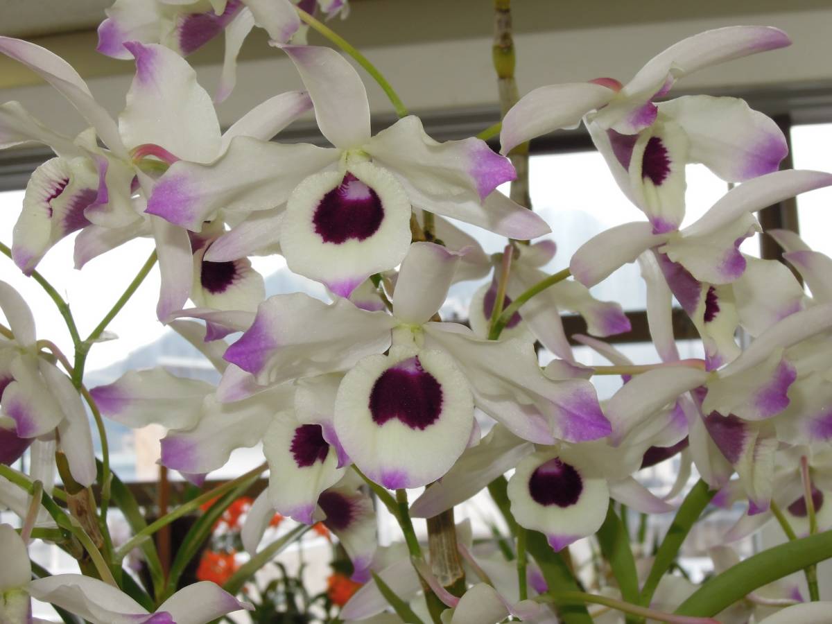 chlorostylum Dendrobium （Den.） ランに魅せられて Den. 仙台洋ラン 