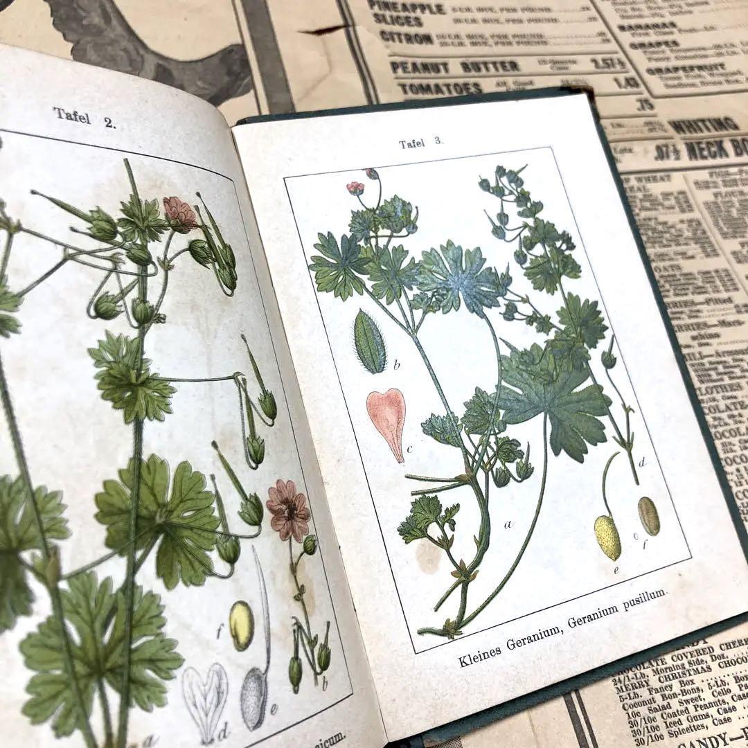 J.Sturm Flora von No.7 ドイツ アンティーク植物図鑑 石版画 植物解剖