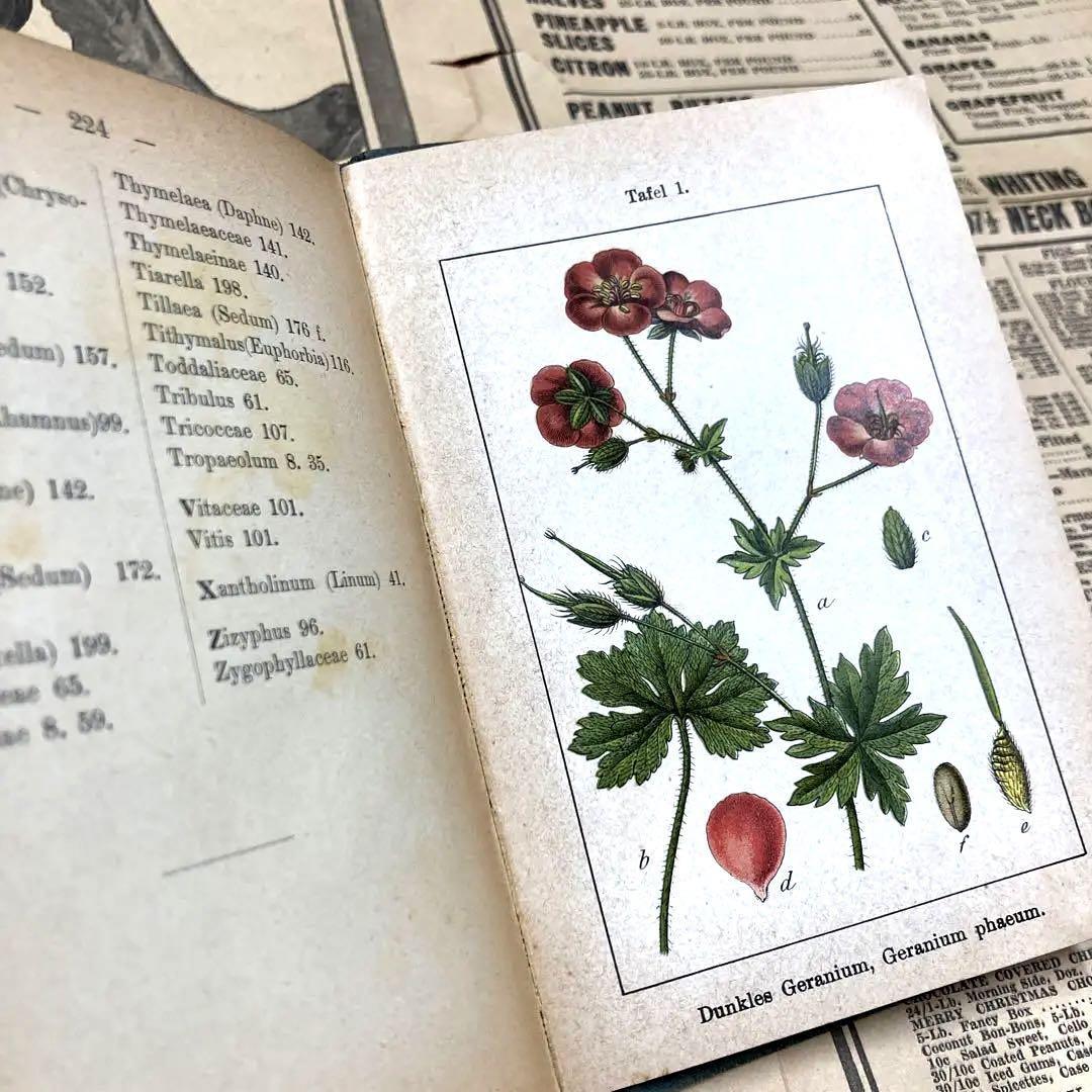 J.Sturm Flora von No.7 ドイツ アンティーク植物図鑑 石版画 植物解剖