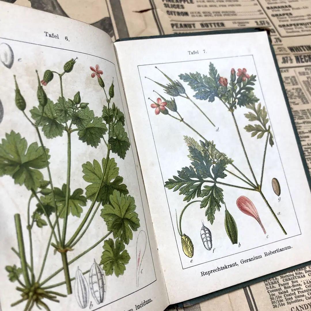 J.Sturm Flora von No.7 ドイツ アンティーク植物図鑑 石版画 植物解剖