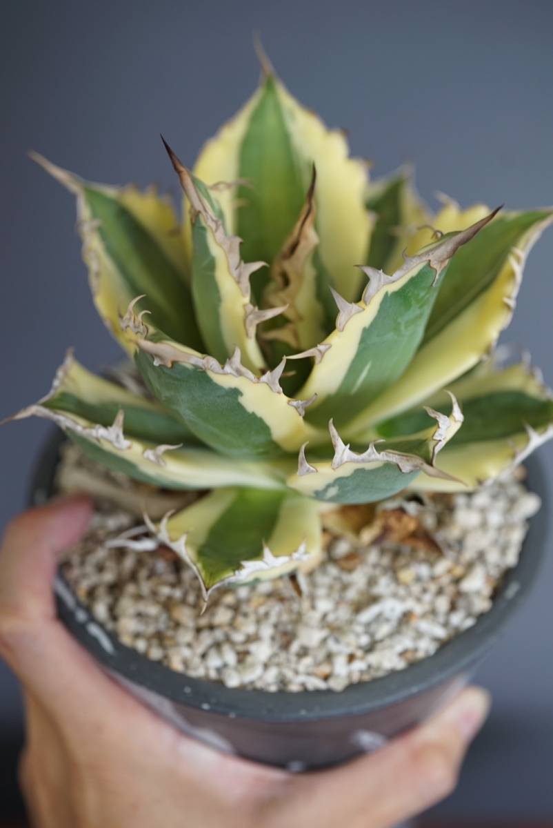 03アガベ チタノタ スナグルトゥース Agave titanota Snaggle Tooth 03アガベ チタノタ スナグルトゥース Agave titanota Snaggle Tooth