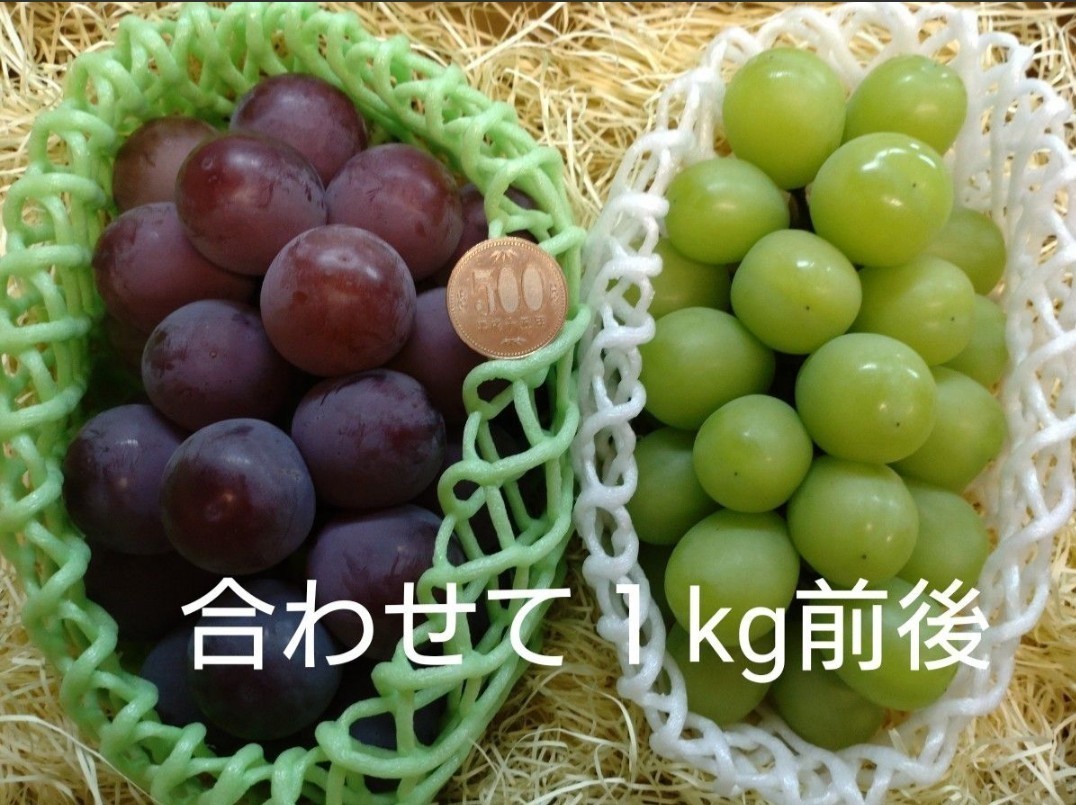『数量限定』 祝 初出荷価格!! Gちゃんの美味しいぶどう
