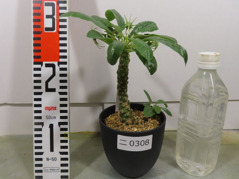 ニ0308 多肉植物I ドルステニア ランキフォリア 発根 Dorstenia crispa