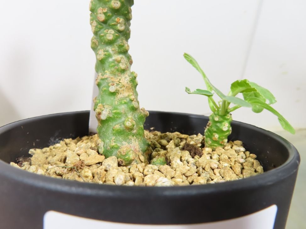 ニ0308 多肉植物I ドルステニア ランキフォリア 発根 Dorstenia crispa