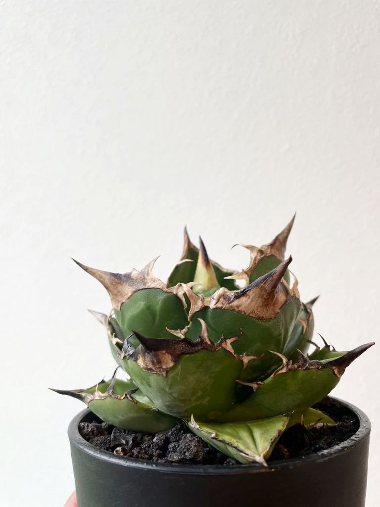 アガベ 白犀牛　OC 親株出品　ライズ血統　コレクション株　大株　親株出品 アガベチタノタ白犀牛lize産親株